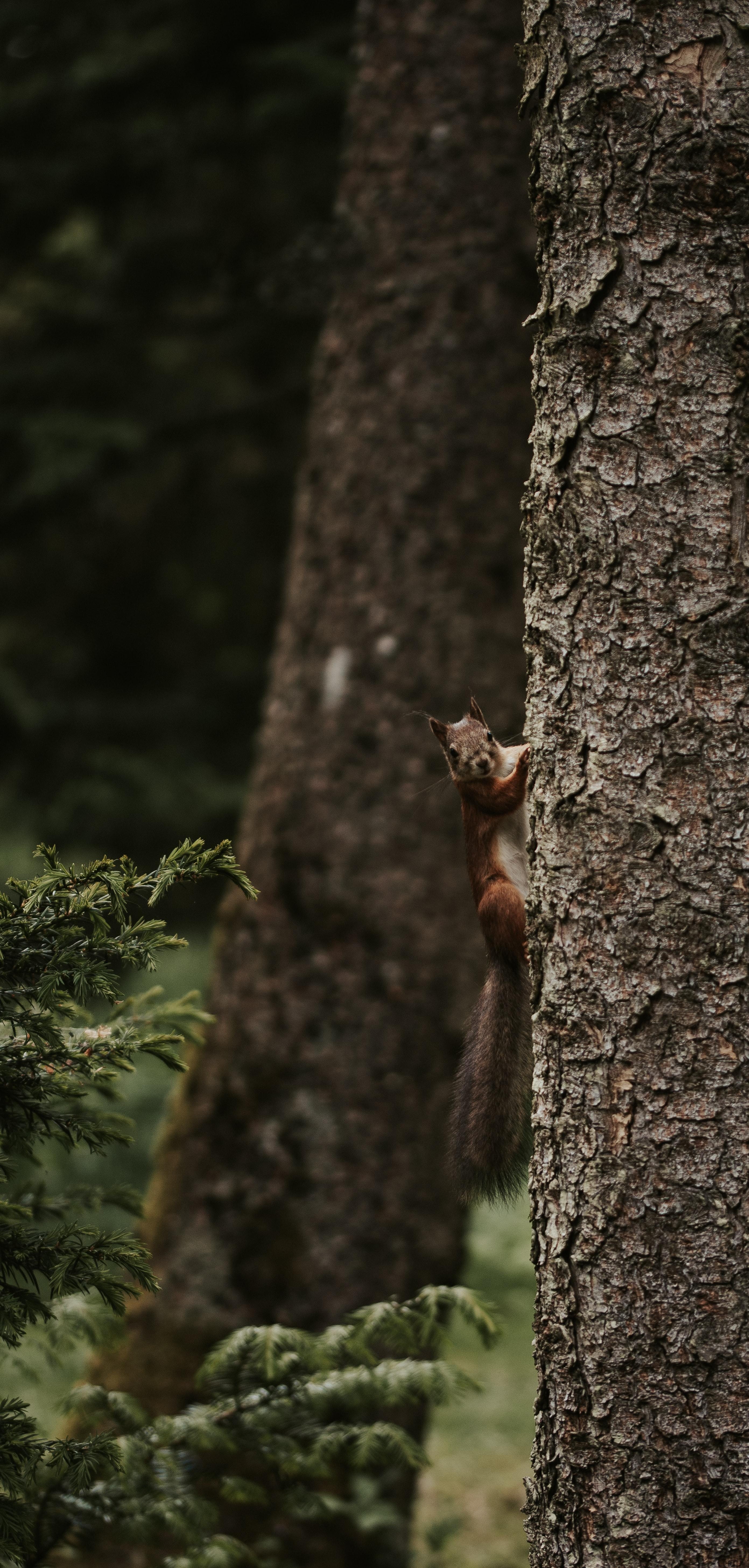 Adorable Squirrel Photo: Caught Spotting You Nearby