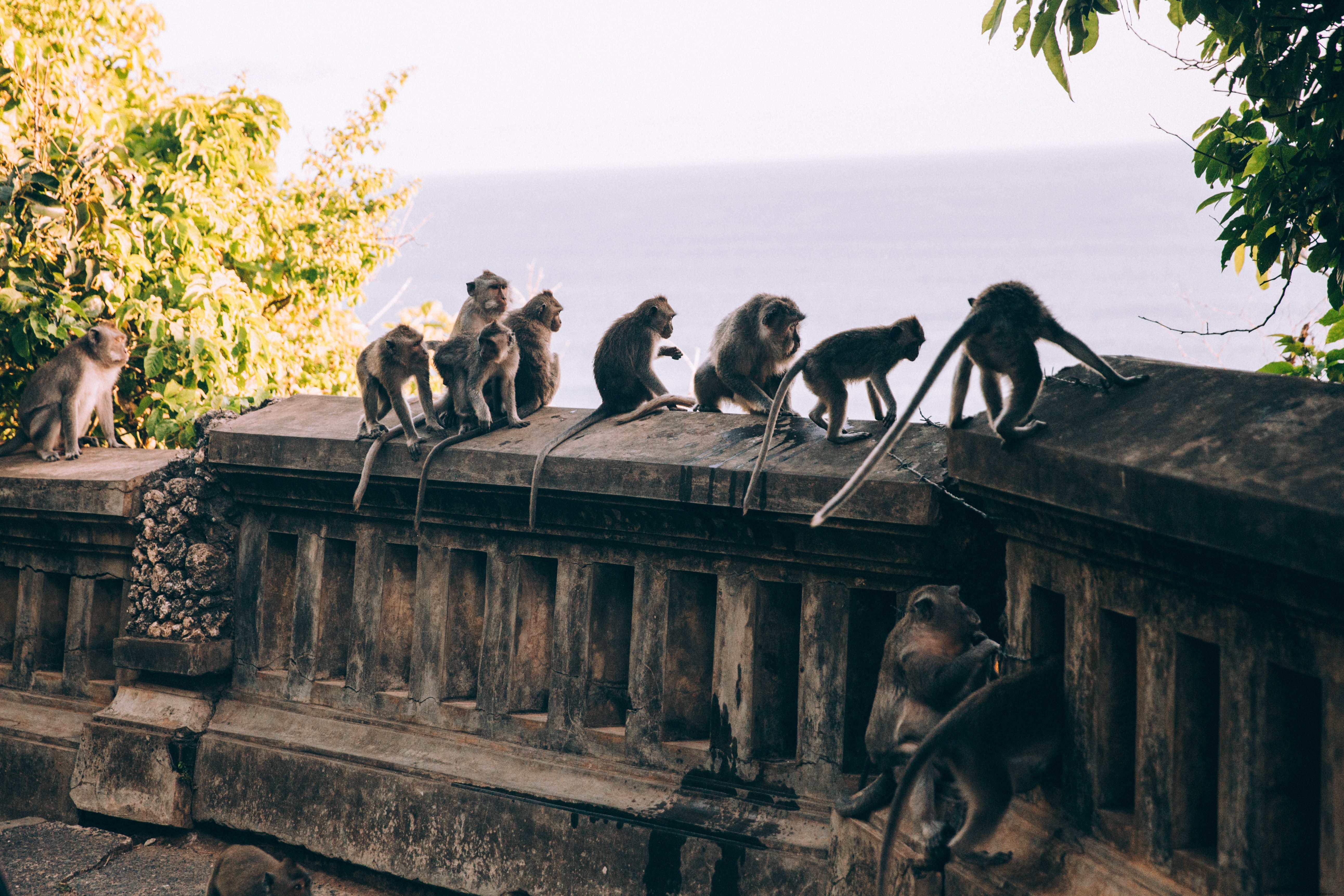 Captivating Wildlife Photo: A Tribe of Monkeys Watching Together