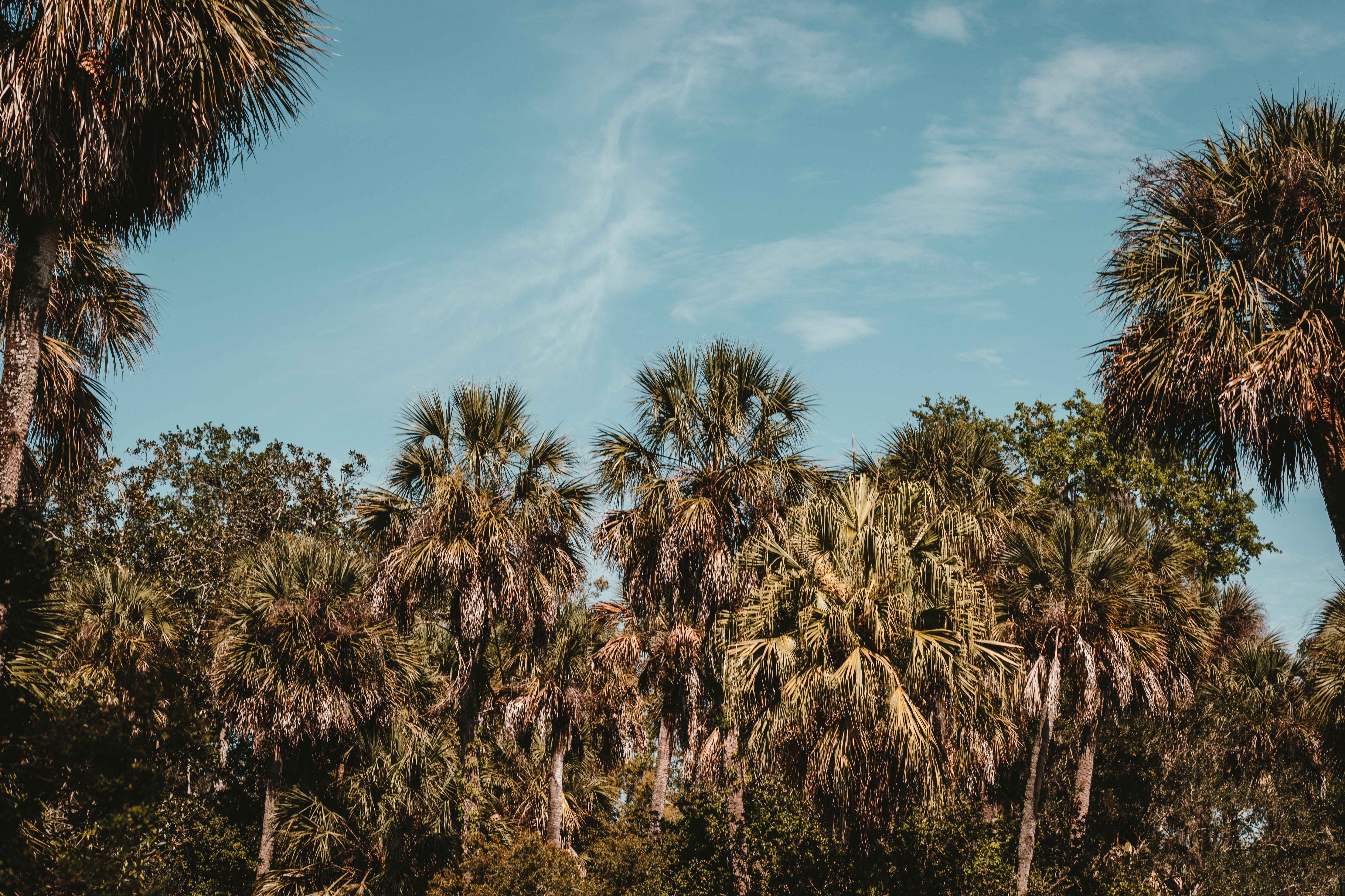 Majestic Palm Trees Reaching for the Sky – Stunning Nature Photo
