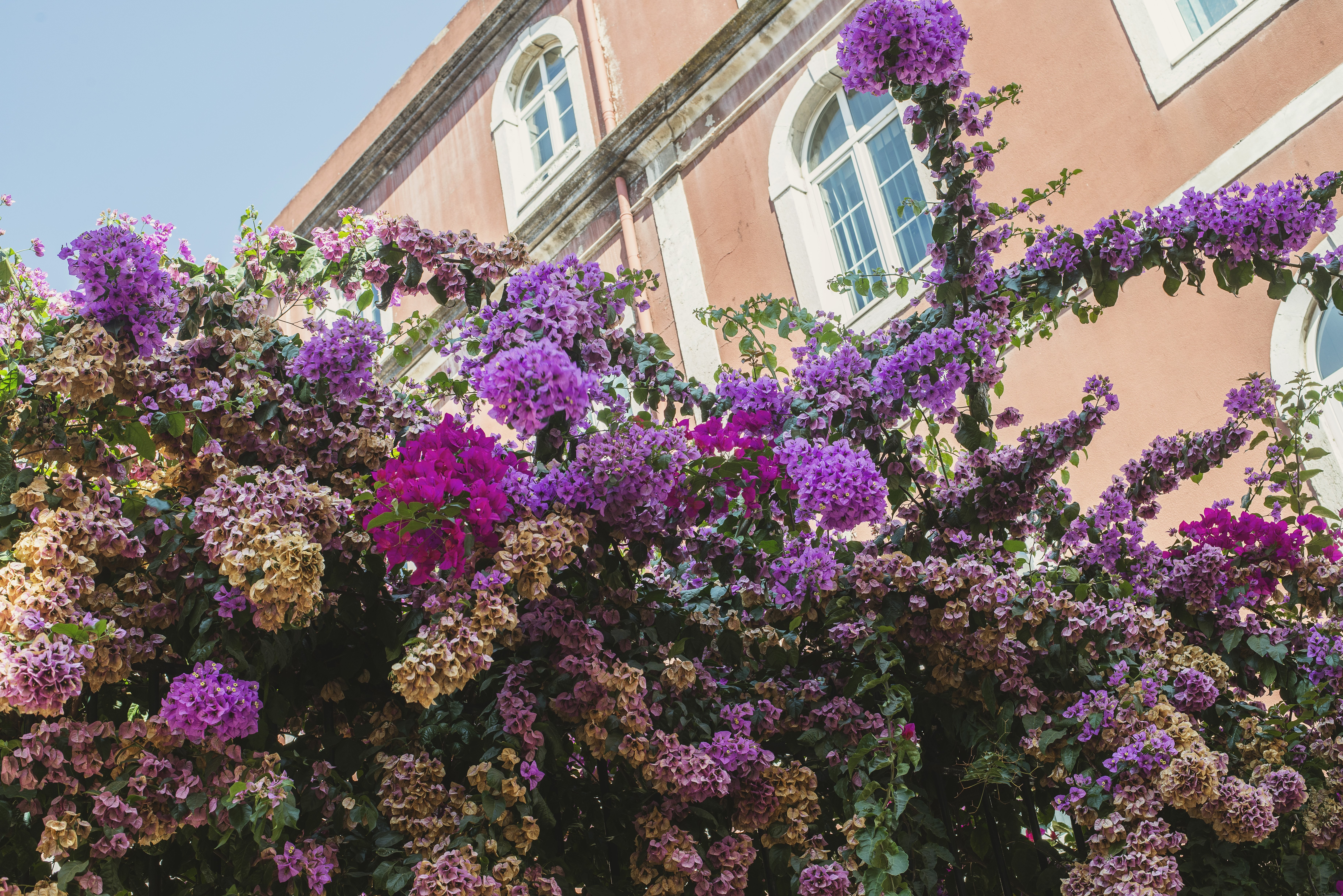 Stunning Photo: Vibrant Flowers Blooming Beneath Historic Building