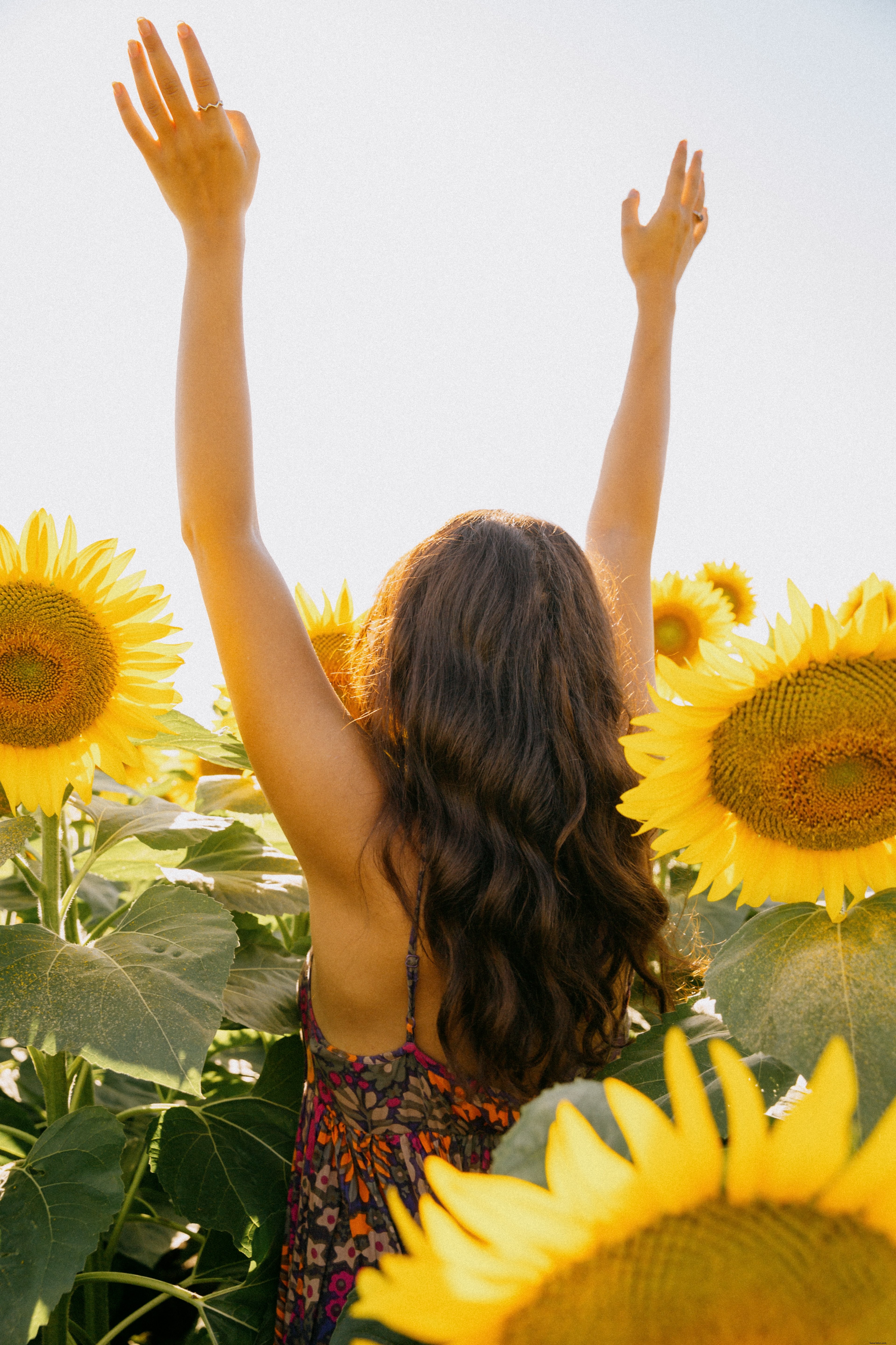 Stunning Photo: Person Reaching in a Vibrant Sunflower Field