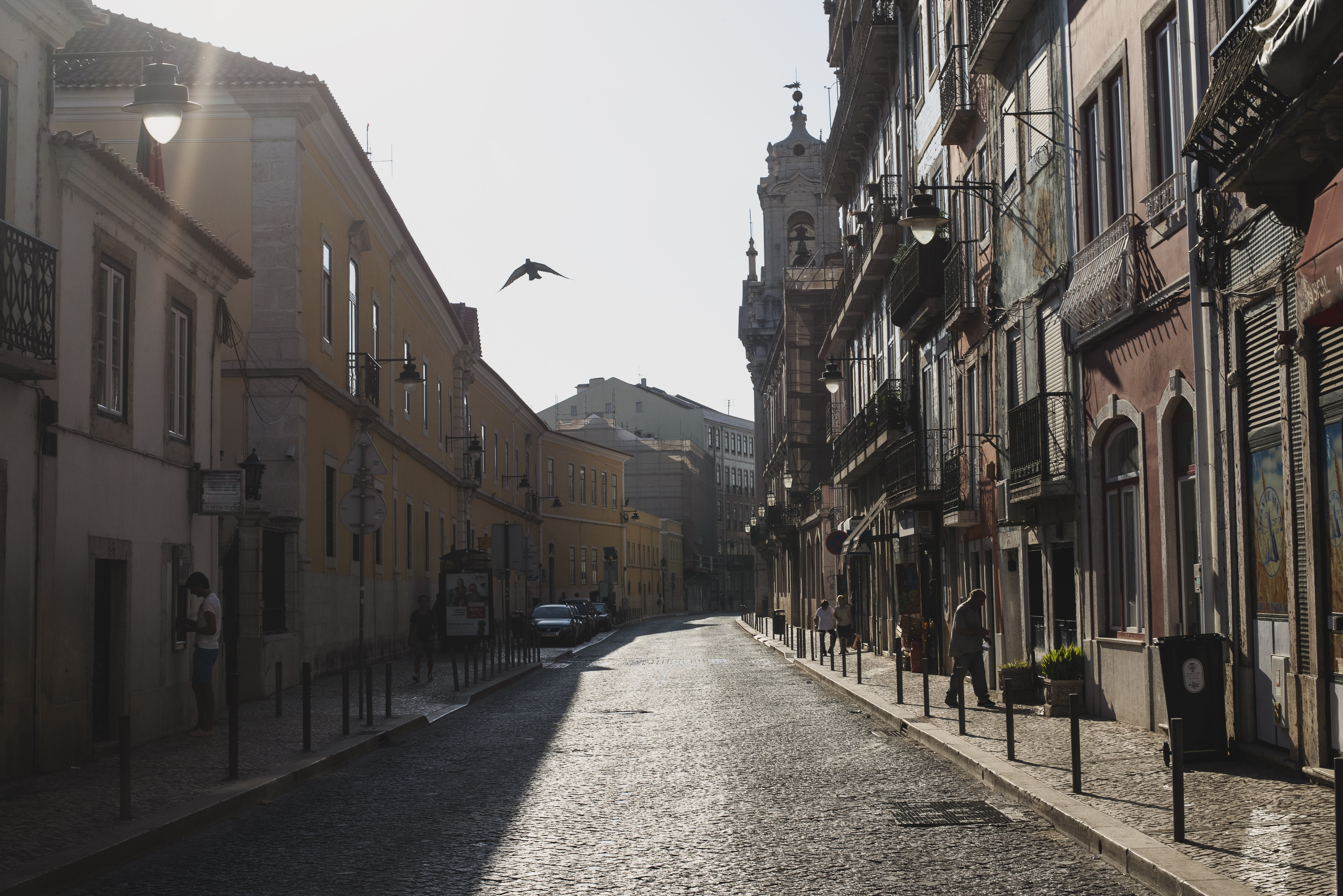 Stunning Photo: Bird Soaring Through a Serene Quiet Street