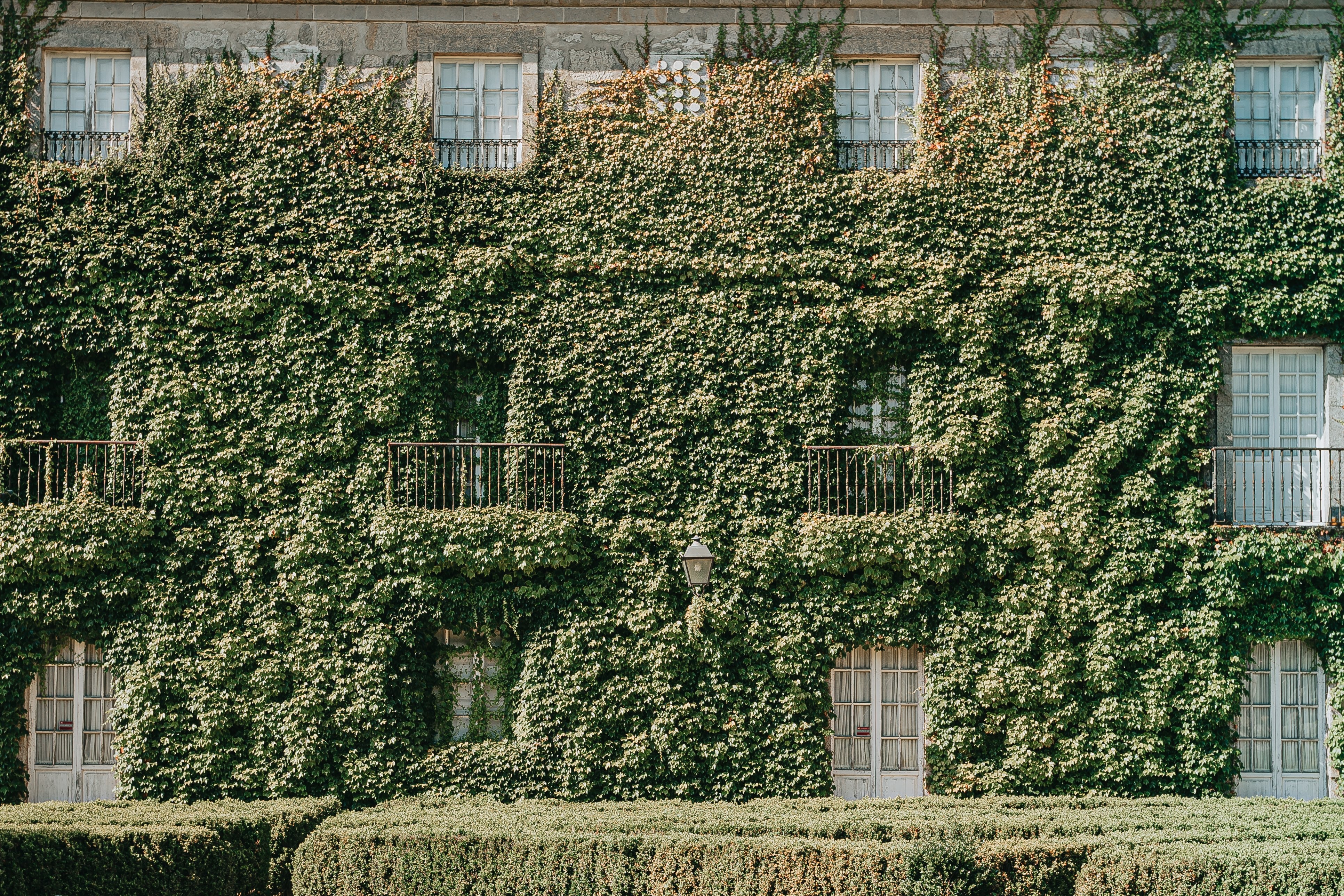 Captivating Photo: Historic Building Blanketed in Lush Green Foliage