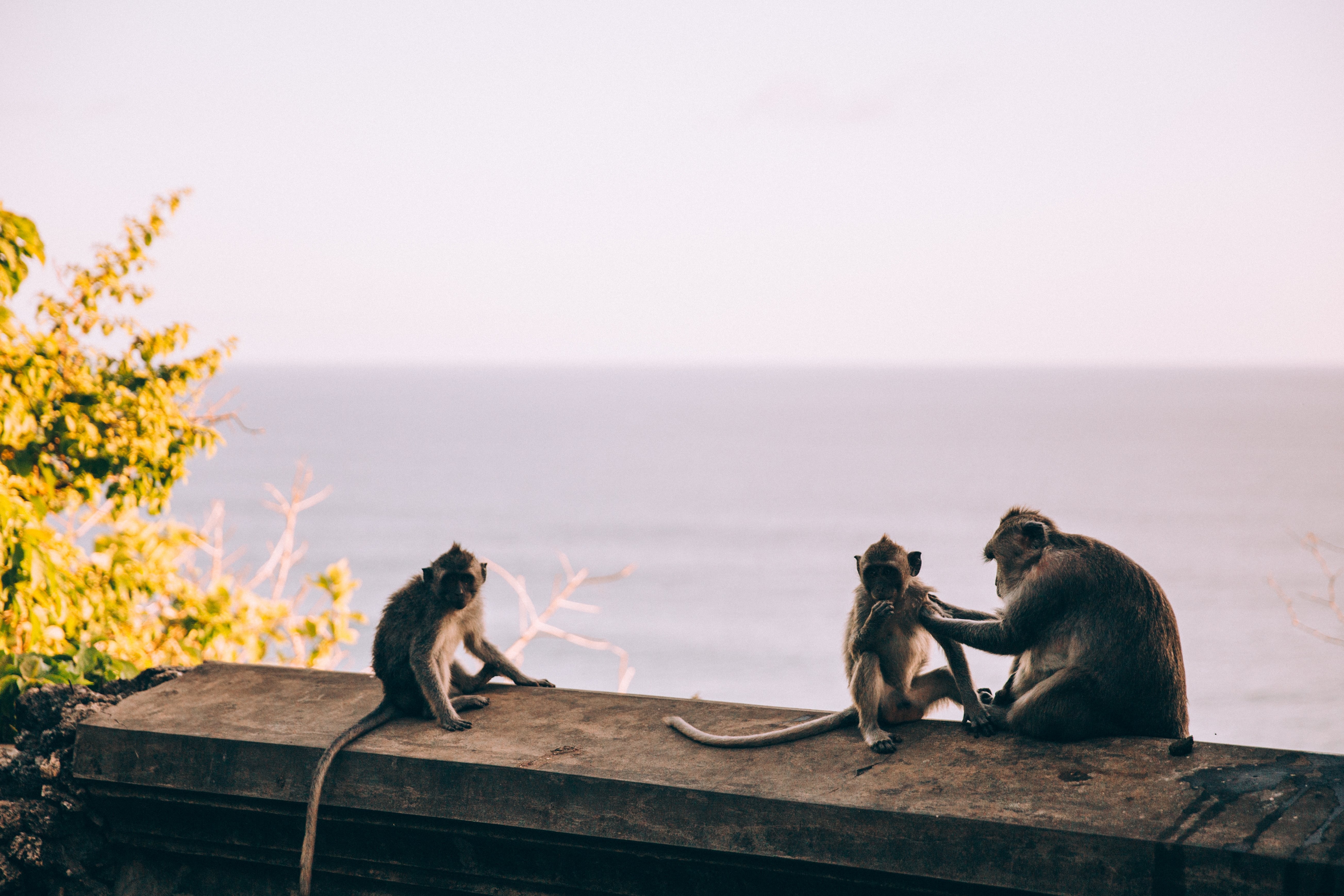 Heartwarming Photo: Mother Monkey Grooms Her Babies at Sunset