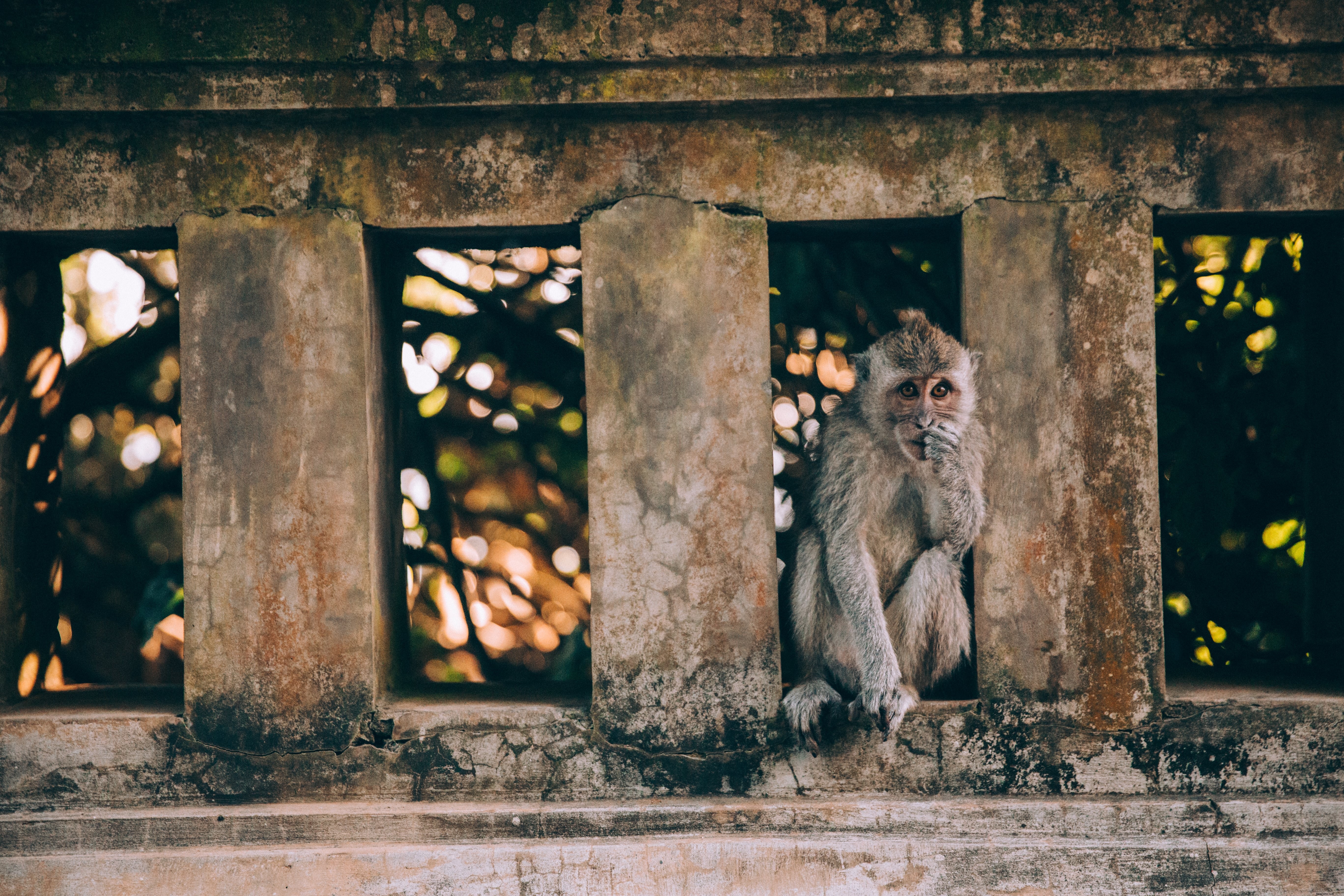 Stunning Wildlife Photo: Monkey Perched on Stone Wall Amidst Lush Trees
