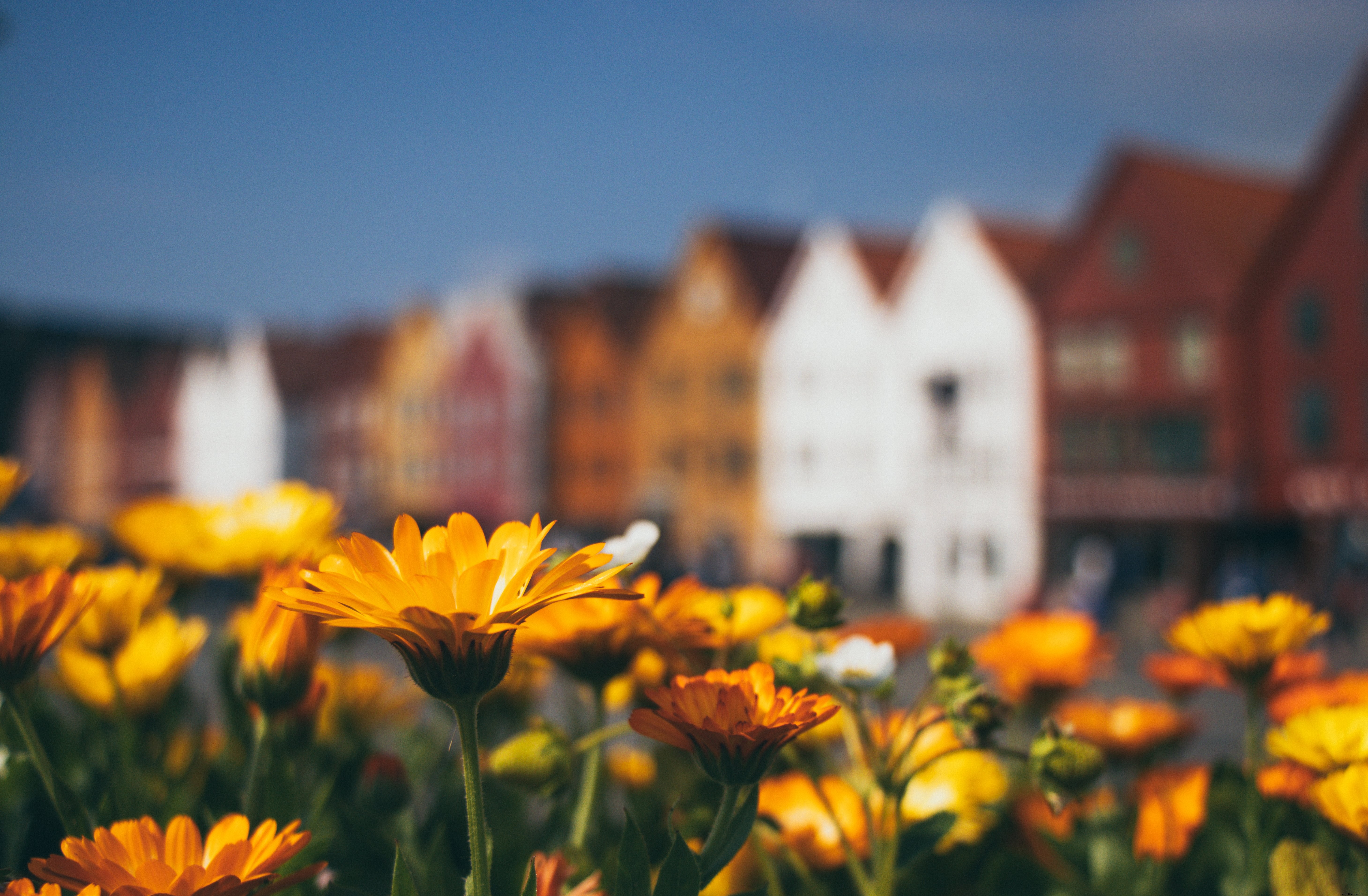 Stunning Photo: Vibrant Flower Field Framing Urban Buildings