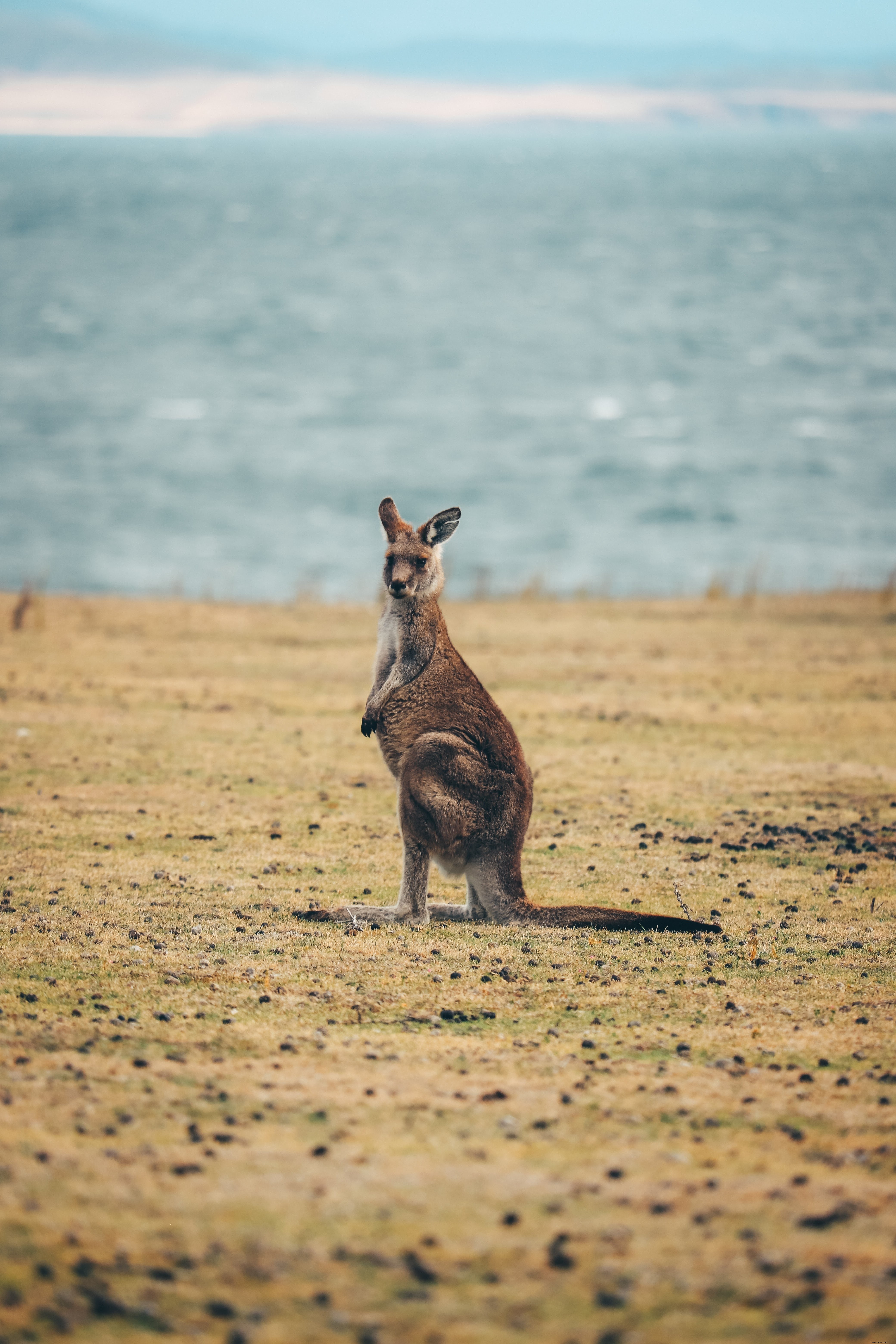 Captivating Kangaroo Staring Straight into the Camera – Stunning Wildlife Photo
