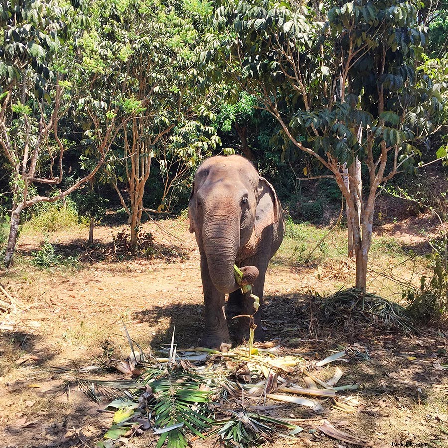 Sensory Delights of Thailand: Explore Phuket, Bangkok, and Koh Yao Noi