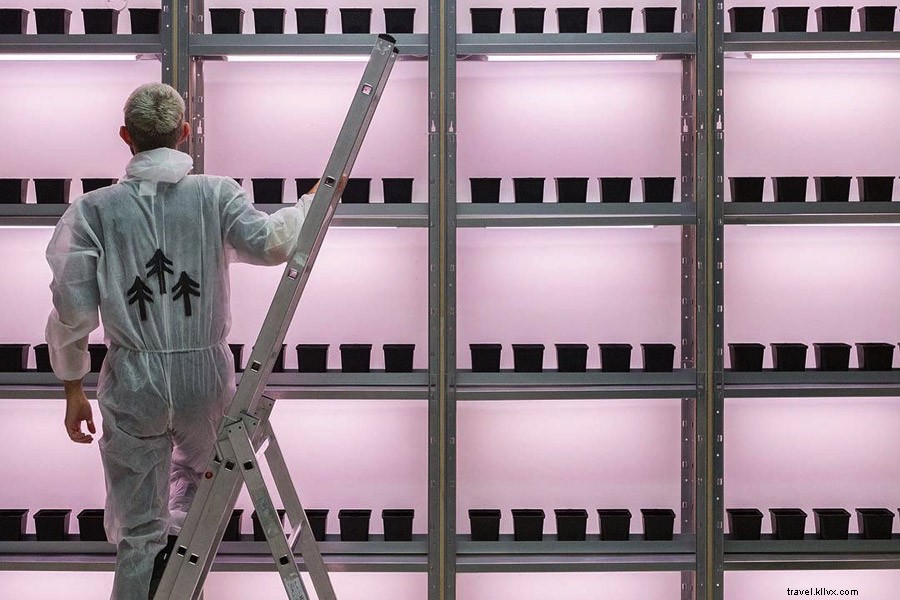 San Francisco s Mission District: Thriving Art Scene and Cultural Renaissance