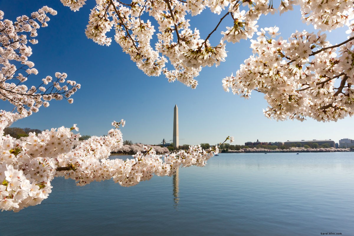 Washington D.C. Cherry Blossom Season: Your Ultimate Travel Guide