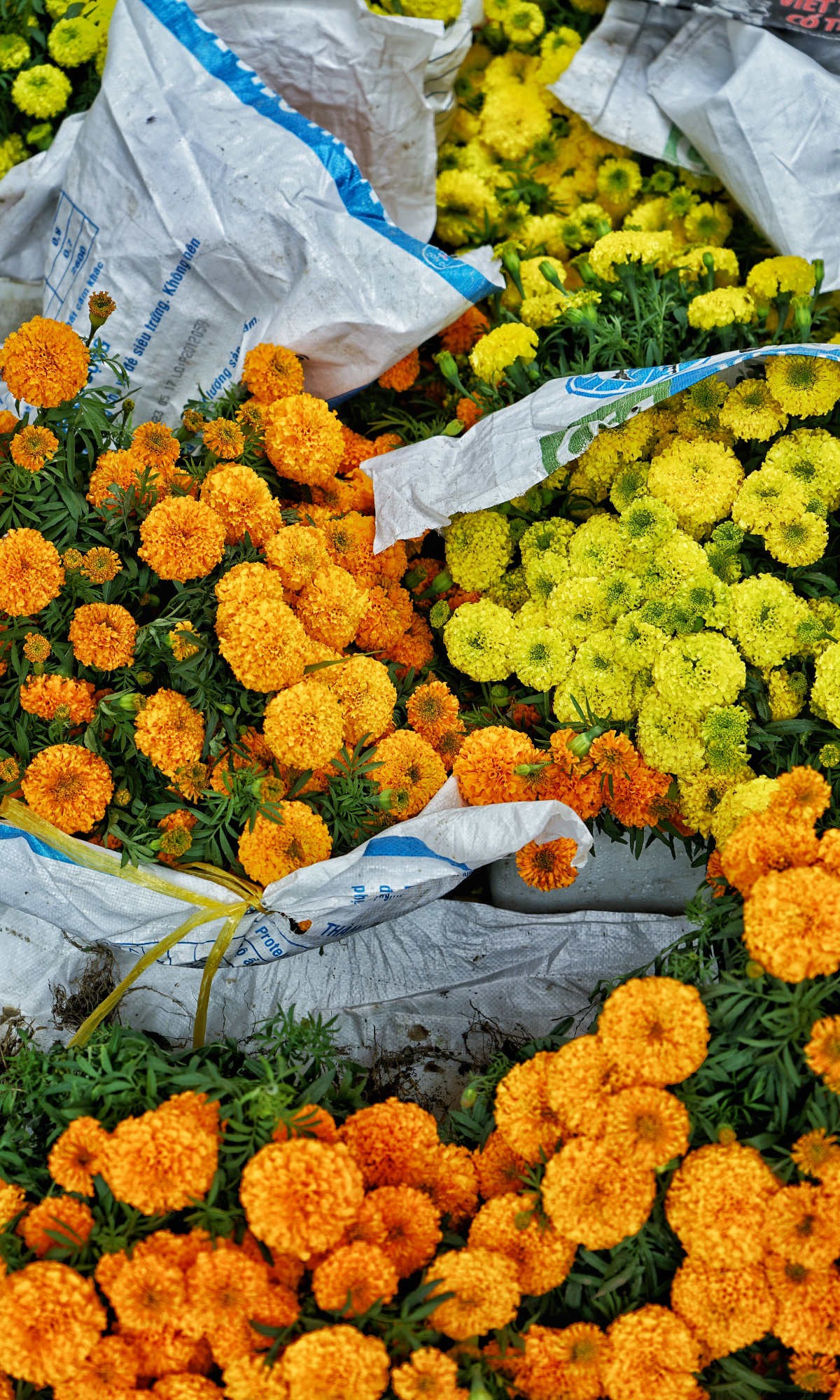 Vietnam Visual Journey: From Chilly Hanoi to Sunny Saigon and Beyond