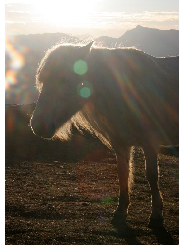 Bhutan s Dragon Kings and Existential Reflections: A Traveler s Himalayan Journey