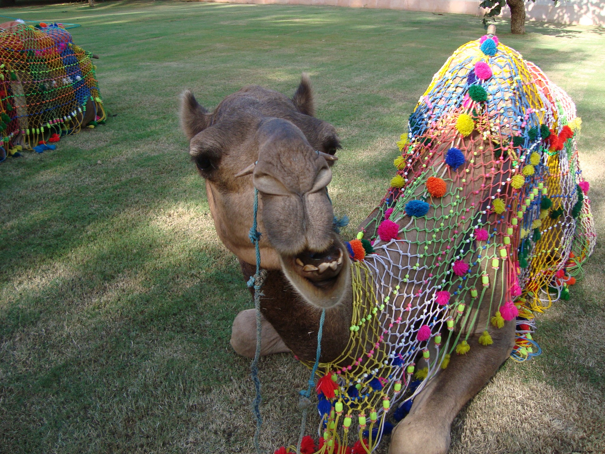 Traveling India with Elderly Parents: A Hilarious Survival Guide