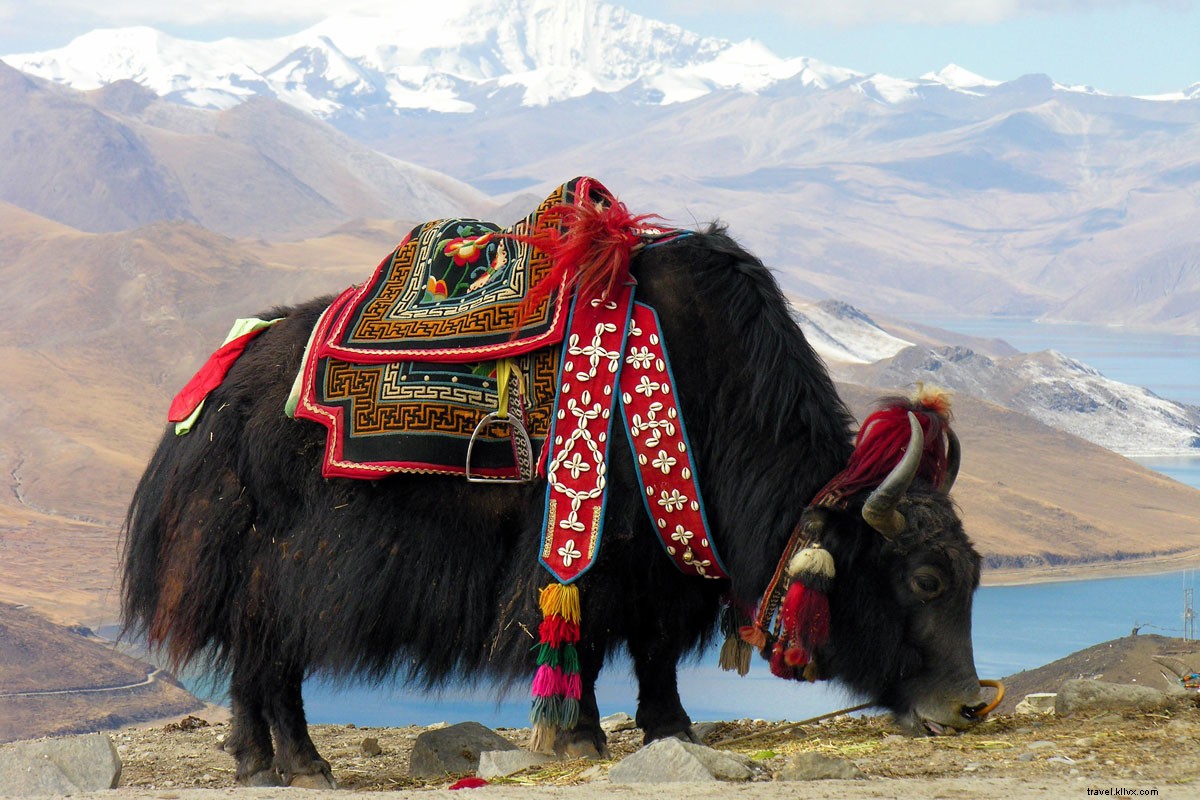 Please Don t Eat the Donkeys: An Unforgettable Journey Through Tibet s Majestic Lhasa