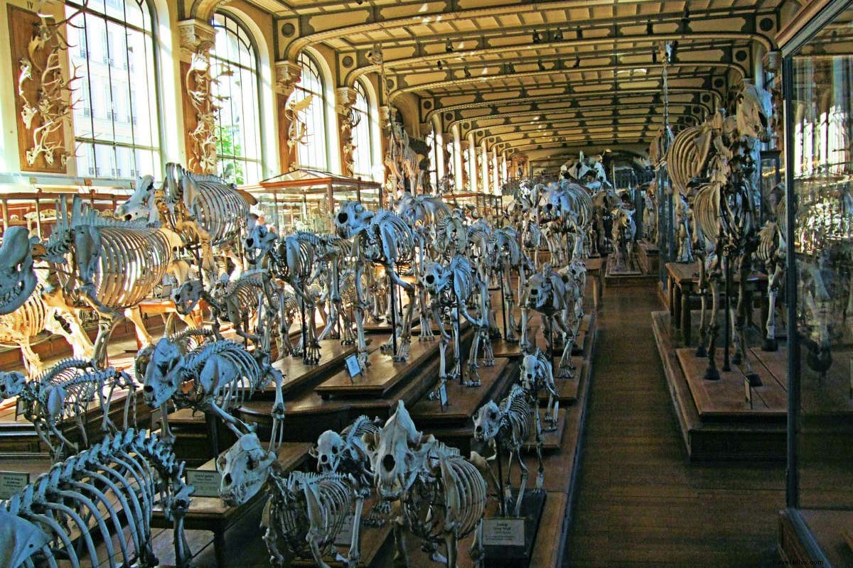 Noah s Ark Alive and Extinct: Paris  Stunning Gallery of Paleontology