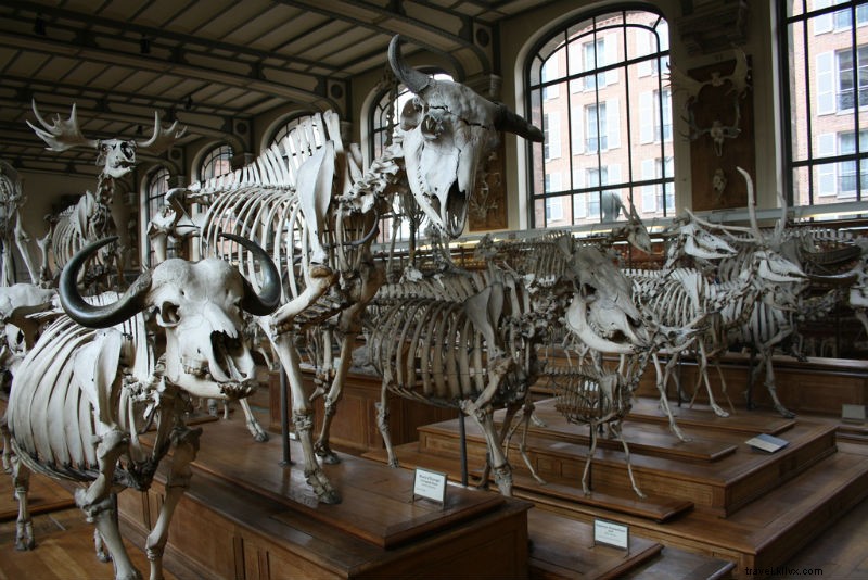 Noah s Ark Alive and Extinct: Paris  Stunning Gallery of Paleontology