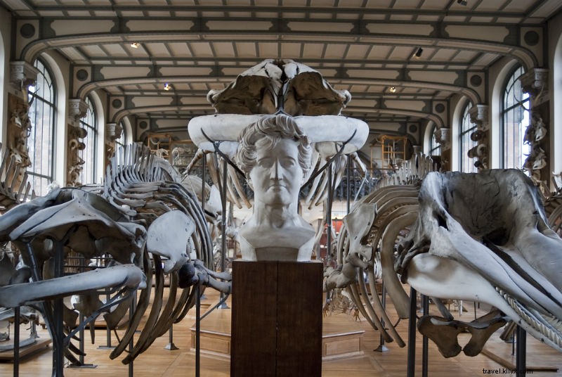 Noah s Ark Alive and Extinct: Paris  Stunning Gallery of Paleontology