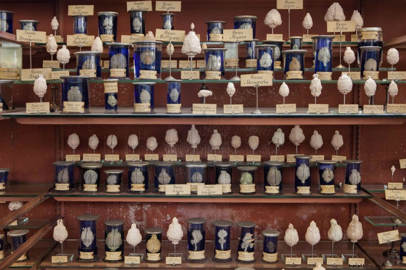 Noah s Ark Alive and Extinct: Paris  Stunning Gallery of Paleontology