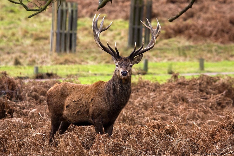 London Insider: Jeremy Goring, the Queen s Esteemed Hotelier at The Goring