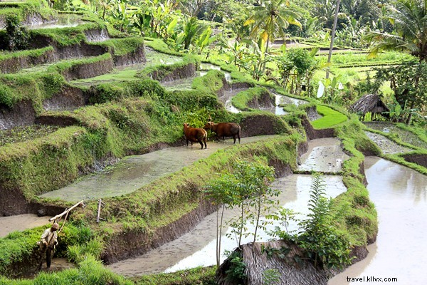 Discover Bali s Heavenly Countryside: Beyond the Beaches