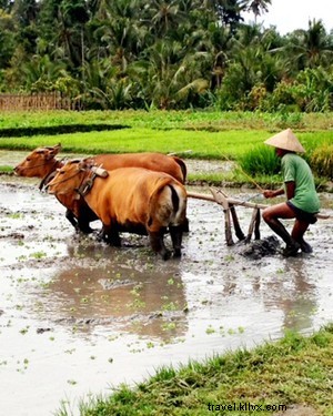 Discover Bali s Heavenly Countryside: Beyond the Beaches