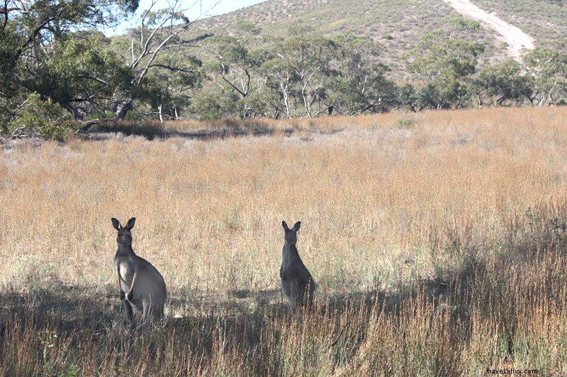 An American s Eye-Opening First Impressions of Australia: Surprises Down Under