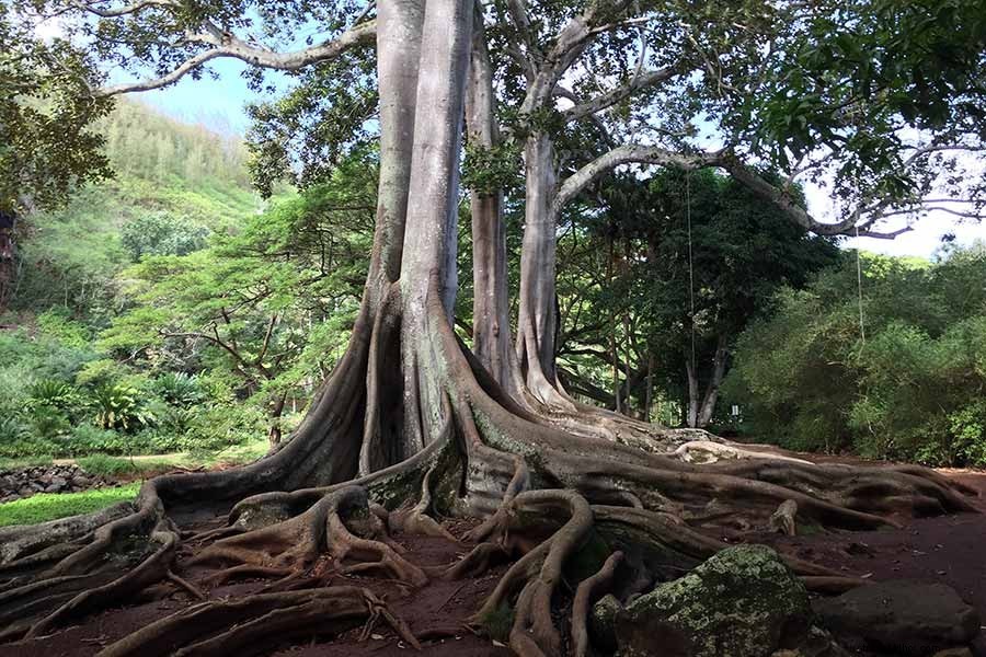 Discover Serenity: 7 Contemplative Gardens to Embrace the Joy of Slowing Down