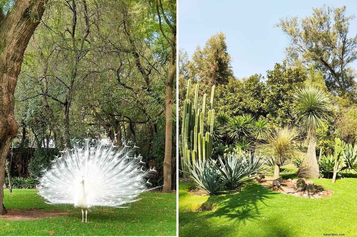 Discover Serenity: 7 Contemplative Gardens to Embrace the Joy of Slowing Down