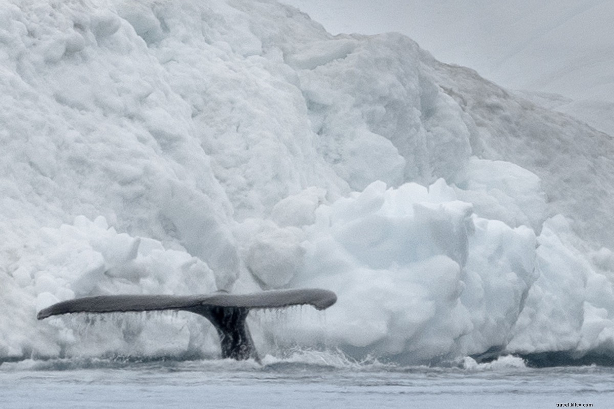 Discover Greenland Responsibly: An Epic Journey to Earth s Remote Frontiers