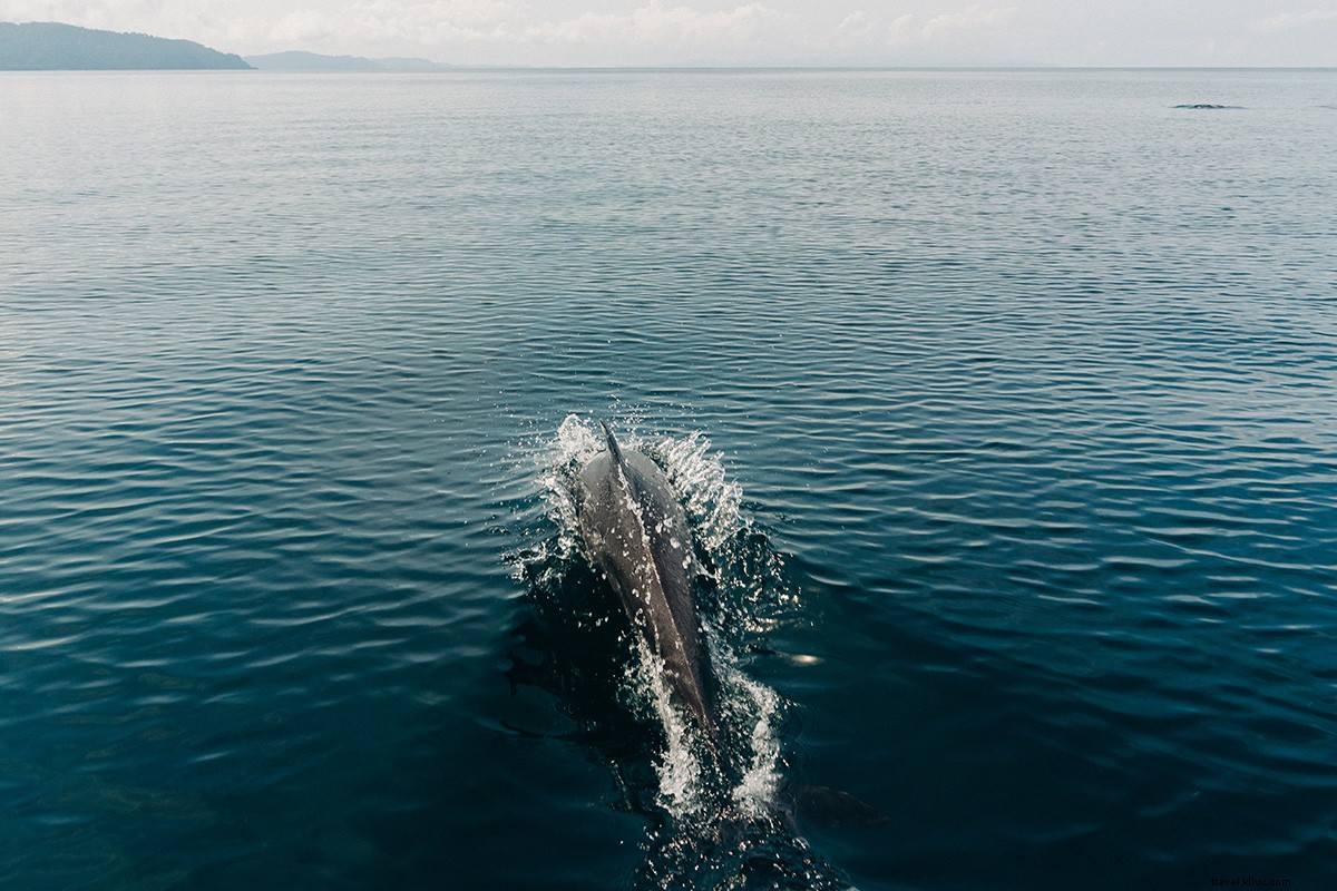 Playa Cativo Lodge: Exclusive Off-the-Grid Eco-Luxury in Costa Rica s Osa Peninsula