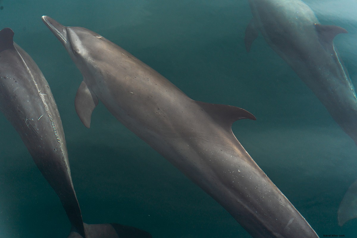 Playa Cativo Lodge: Exclusive Off-the-Grid Eco-Luxury in Costa Rica s Osa Peninsula