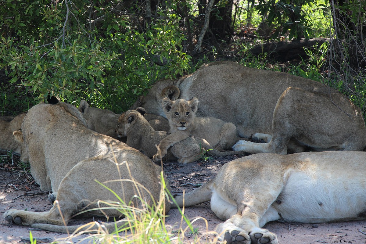 Unforgettable South African Safari: My Dream Stay at Sabi Sand Reserve