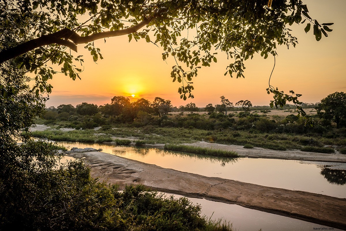 Unforgettable South African Safari: My Dream Stay at Sabi Sand Reserve