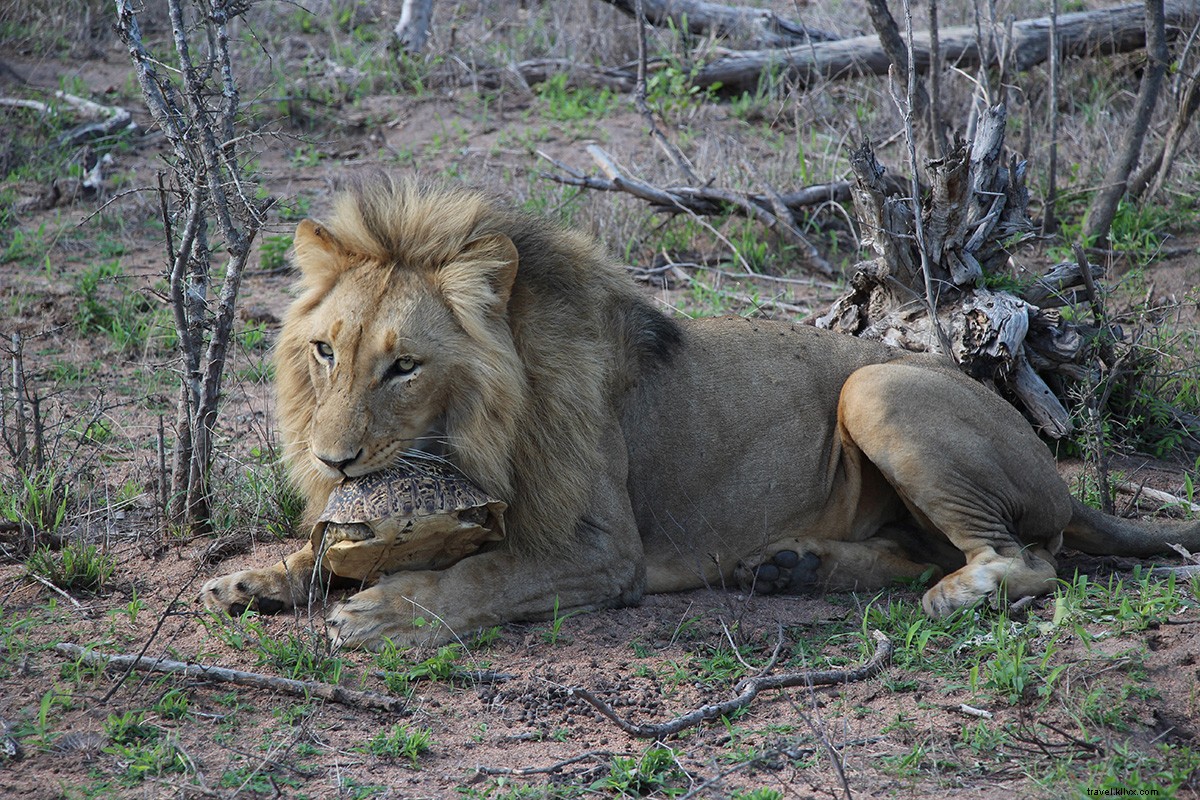 Unforgettable South African Safari: My Dream Stay at Sabi Sand Reserve