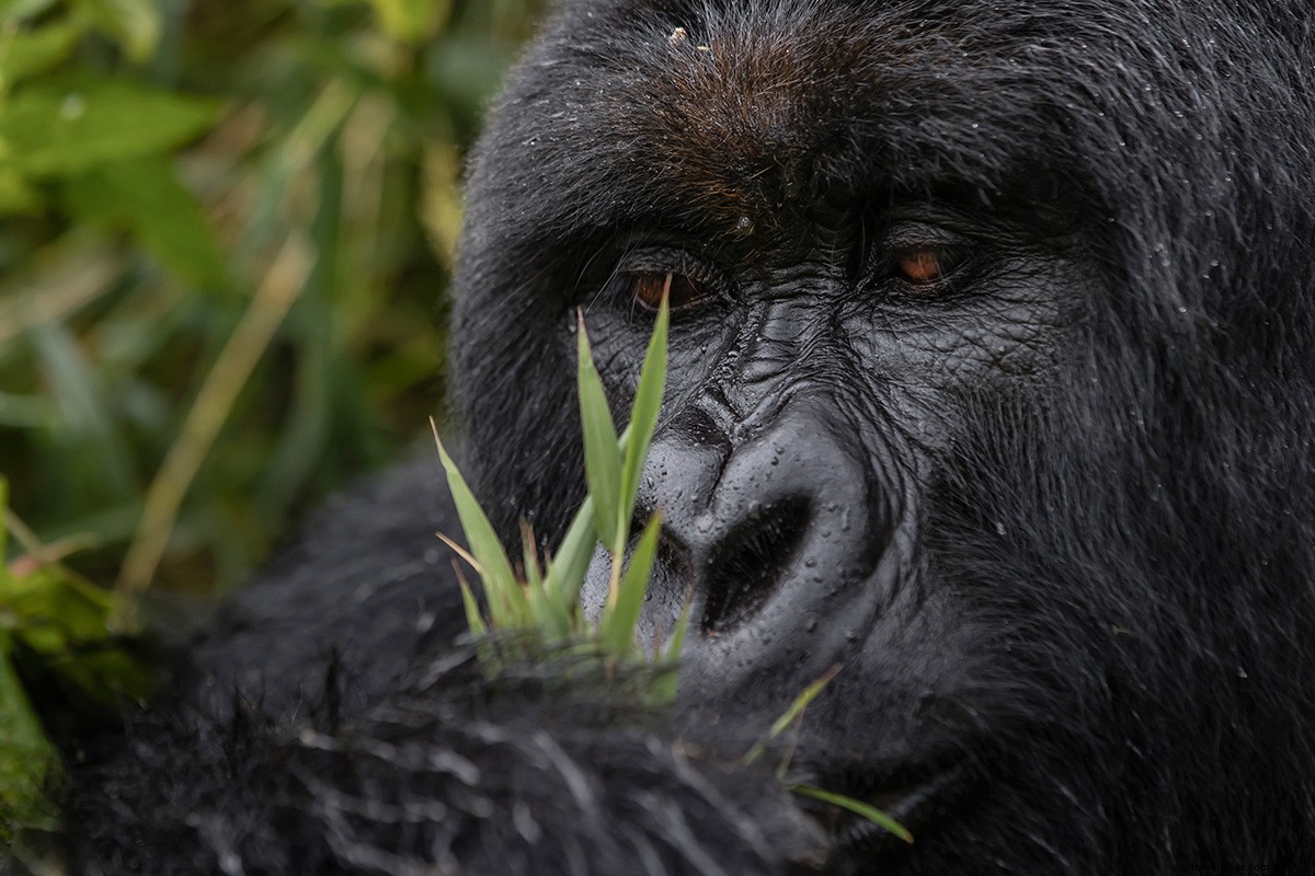 South African Conservationist Pioneering Ethical Safari Adventures