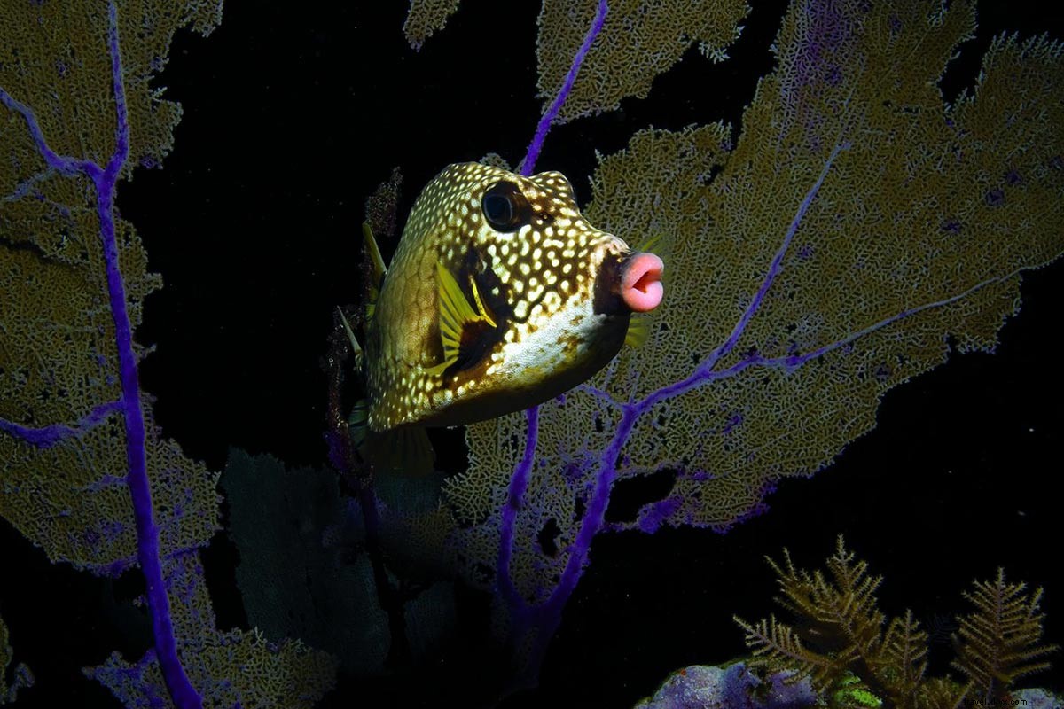 Dive Deep with Jean-Michel Cousteau: Protecting Our Oceans