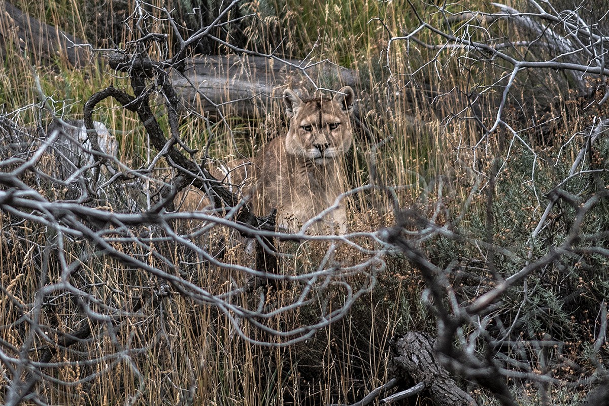 Survival of the Luxurious: Patagonia s Premier Wilderness Glamping Hotels