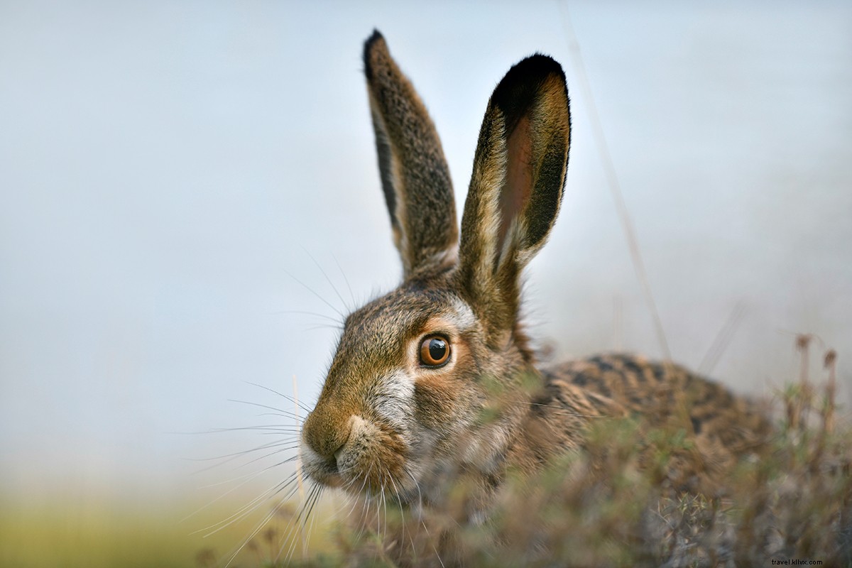Survival of the Luxurious: Patagonia s Premier Wilderness Glamping Hotels