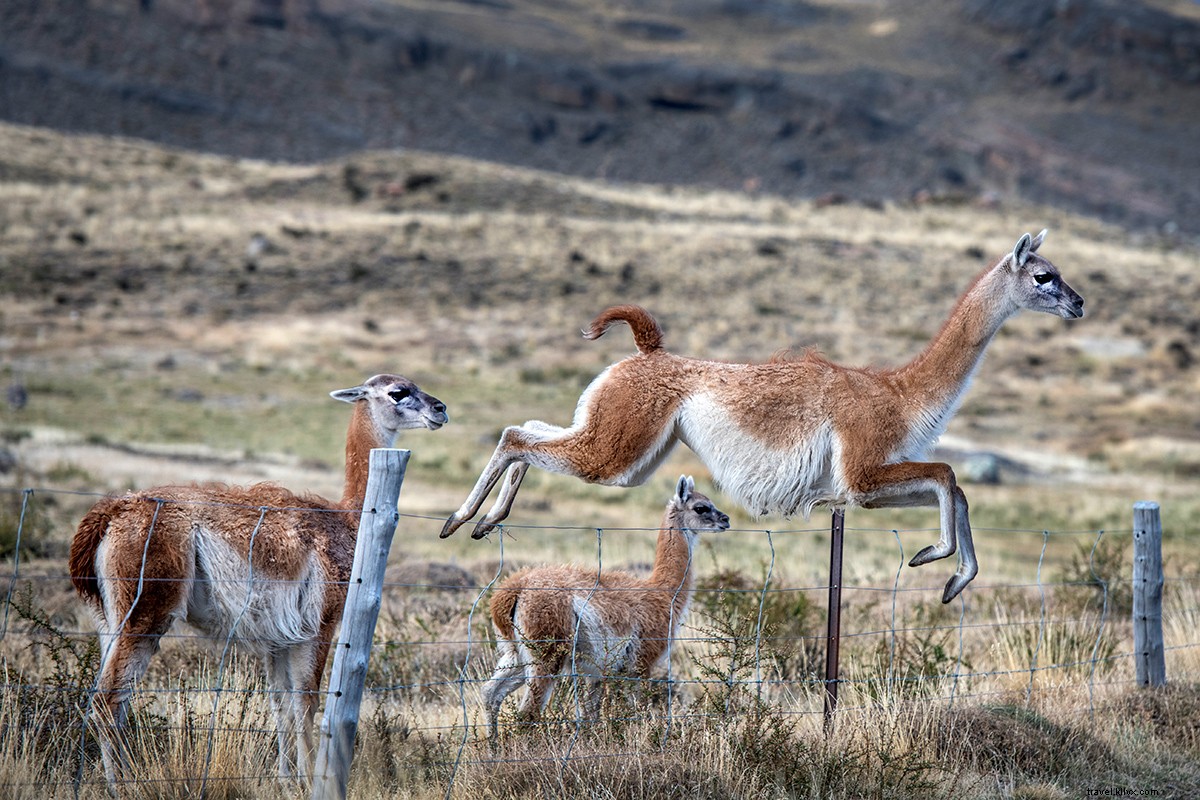 Survival of the Luxurious: Patagonia s Premier Wilderness Glamping Hotels