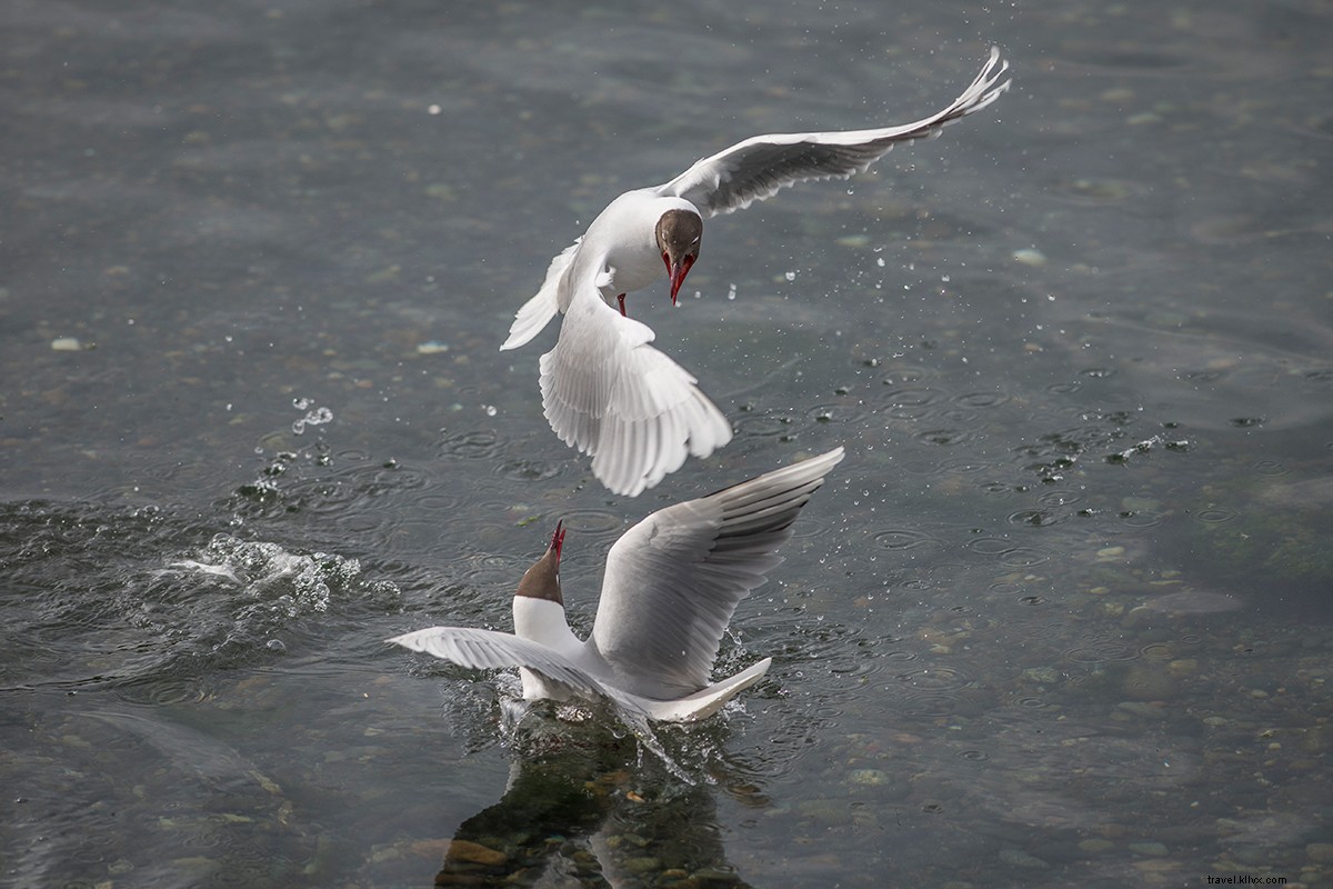 Survival of the Luxurious: Patagonia s Premier Wilderness Glamping Hotels