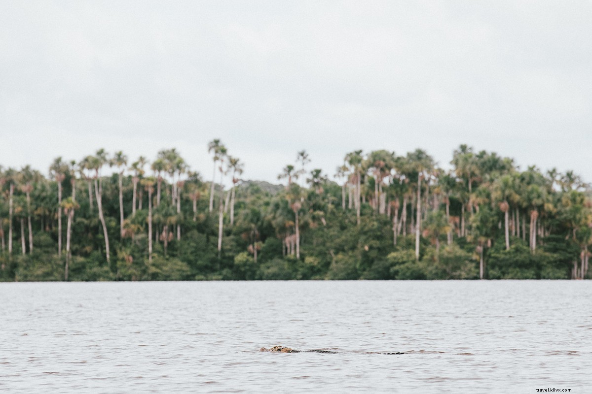 Channel Your Inner Indiana Jones: Adventure in Peru s Amazon Jungle