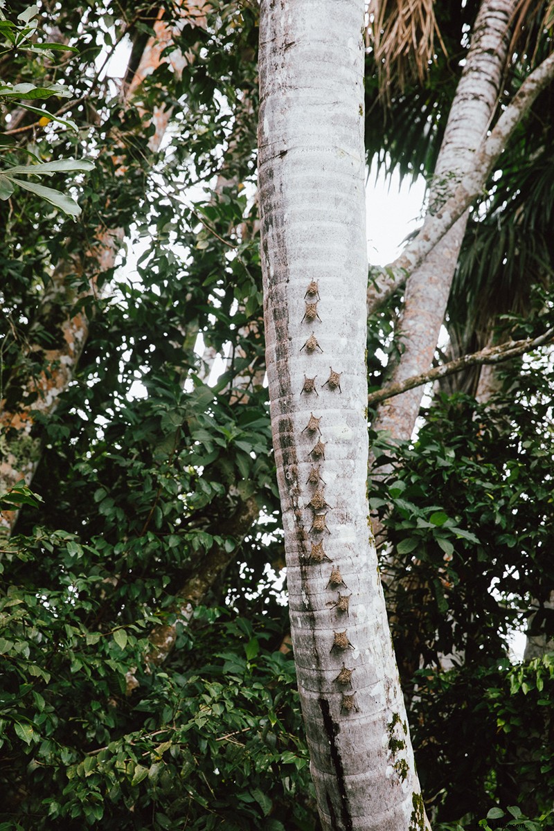 Channel Your Inner Indiana Jones: Adventure in Peru s Amazon Jungle