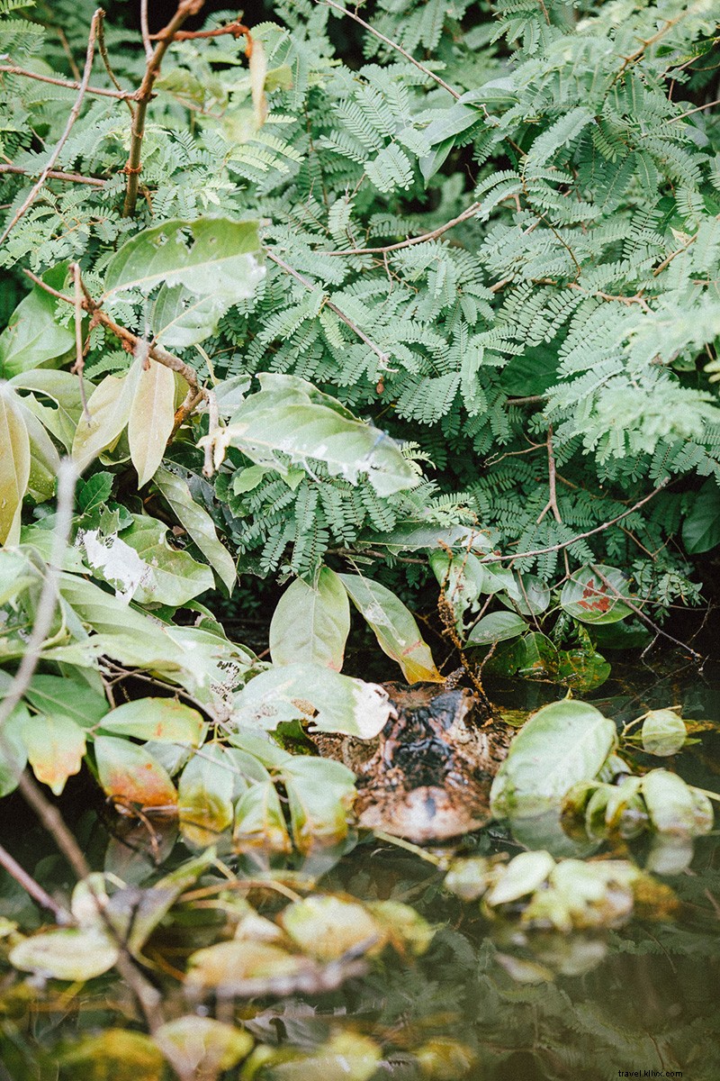 Channel Your Inner Indiana Jones: Adventure in Peru s Amazon Jungle