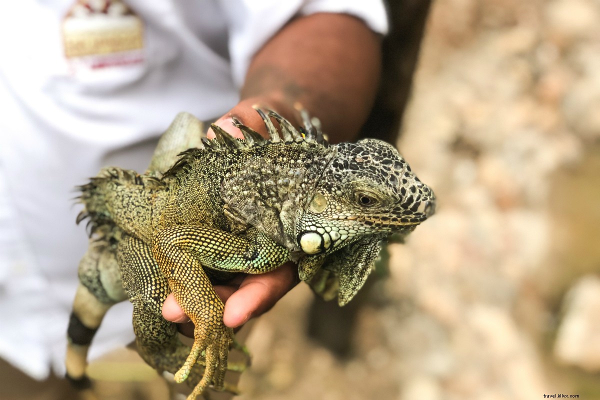 Luxury Jungle Retreat in Belize: Jacuzzi Suites & Gourmet Steakhouse