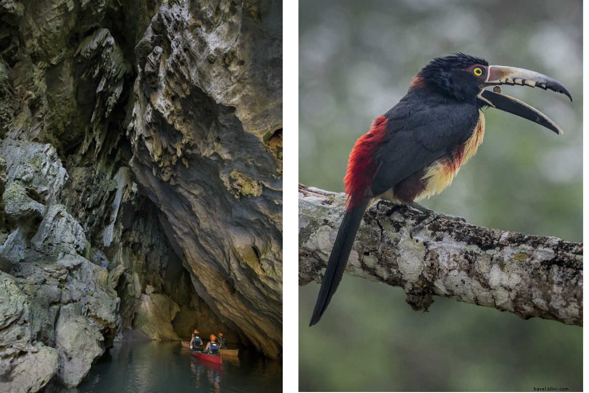 Luxury Jungle Retreat in Belize: Jacuzzi Suites & Gourmet Steakhouse