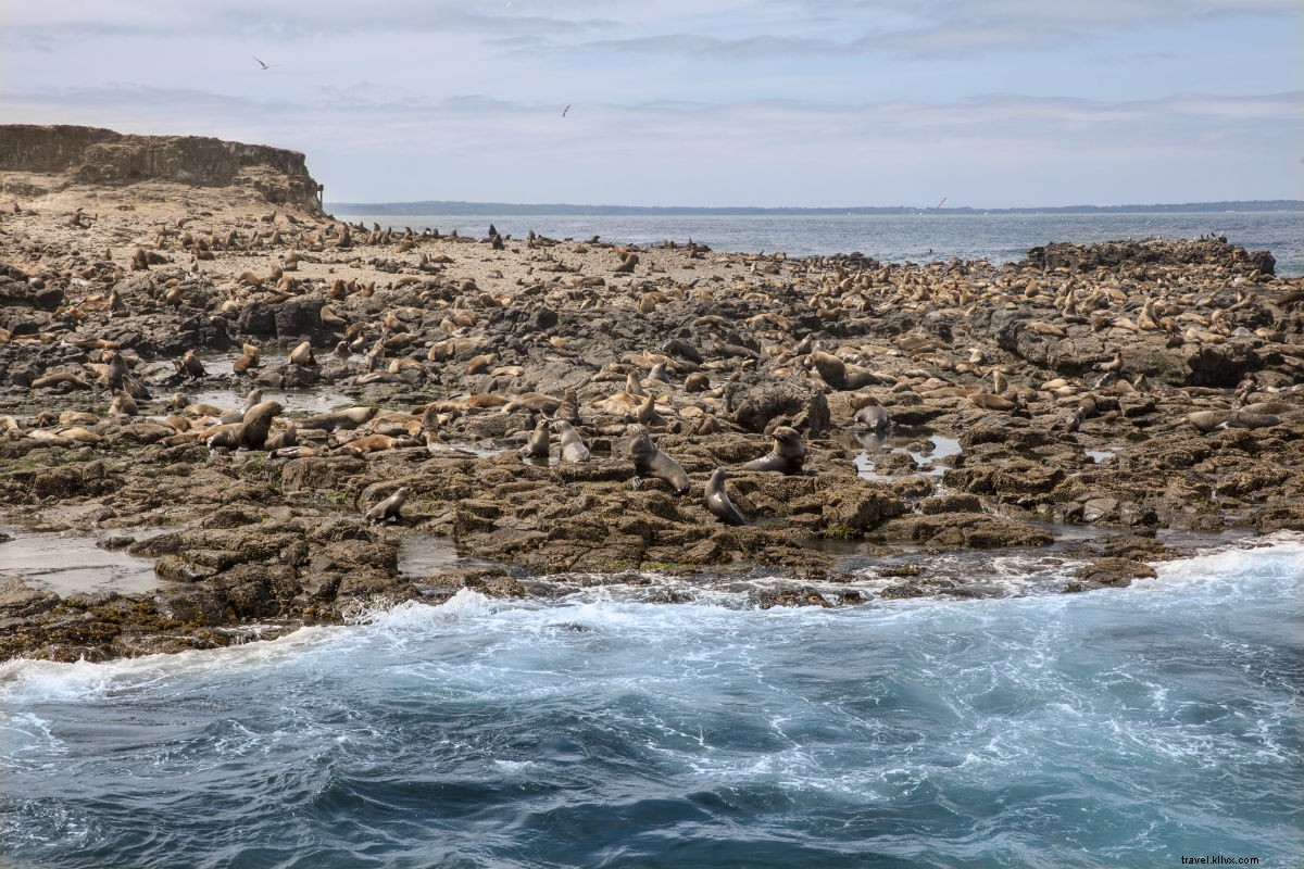 Ultimate Road Trip Guide: Explore Victoria, Australia – Wine, Wildlife & Culture