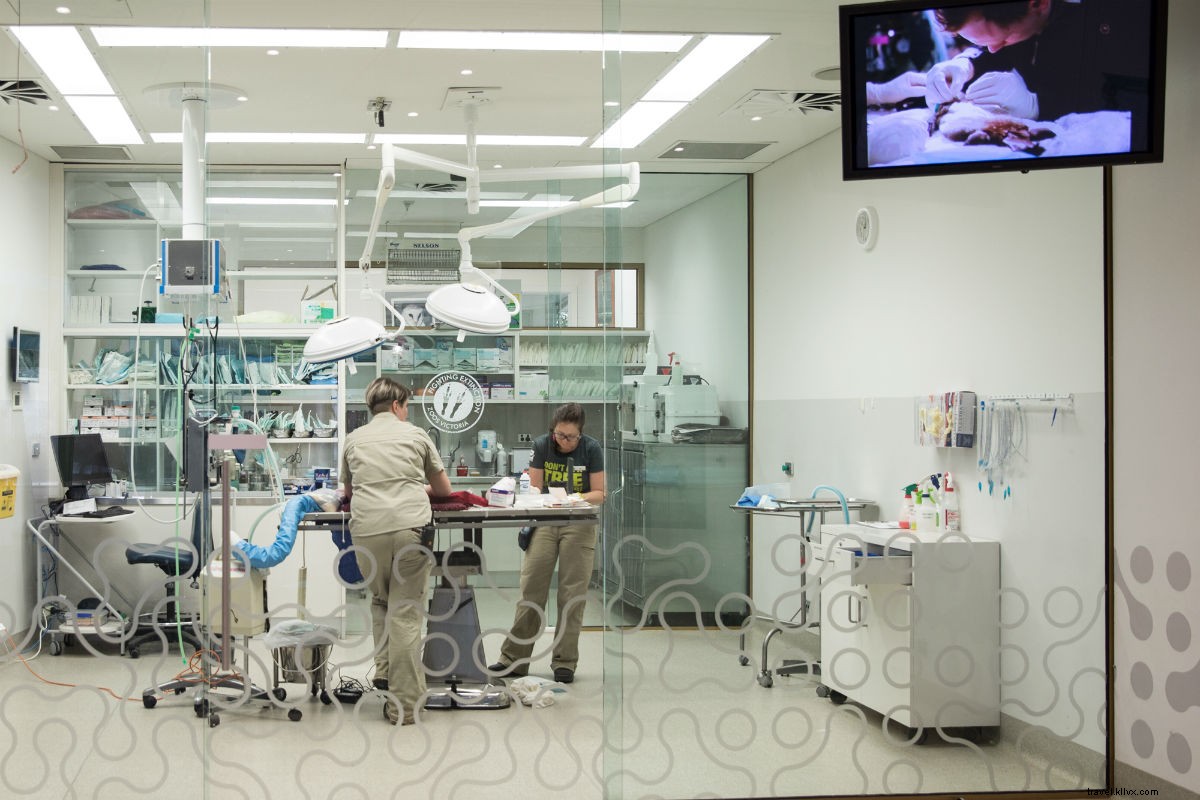 Ultimate Road Trip Guide: Explore Victoria, Australia – Wine, Wildlife & Culture