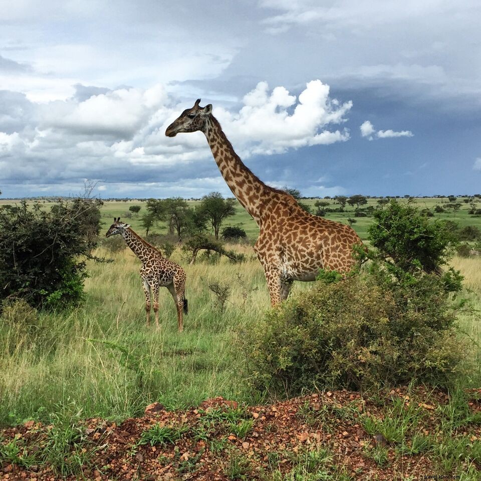 Stunning Safari Photos: Dreamy Adventures in Serengeti National Park