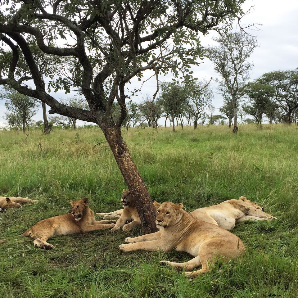Stunning Safari Photos: Dreamy Adventures in Serengeti National Park