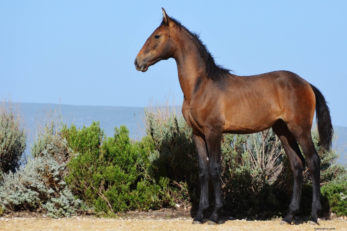 Ride Like the Wind: The Epic History of Horseback Travel